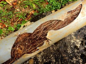 Mebane Plumber do-trees-break-sewer-lines